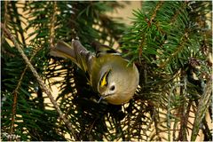 Wintergoldhähnchen