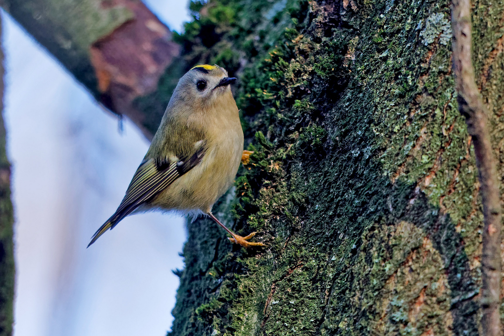 Wintergoldhähnchen 