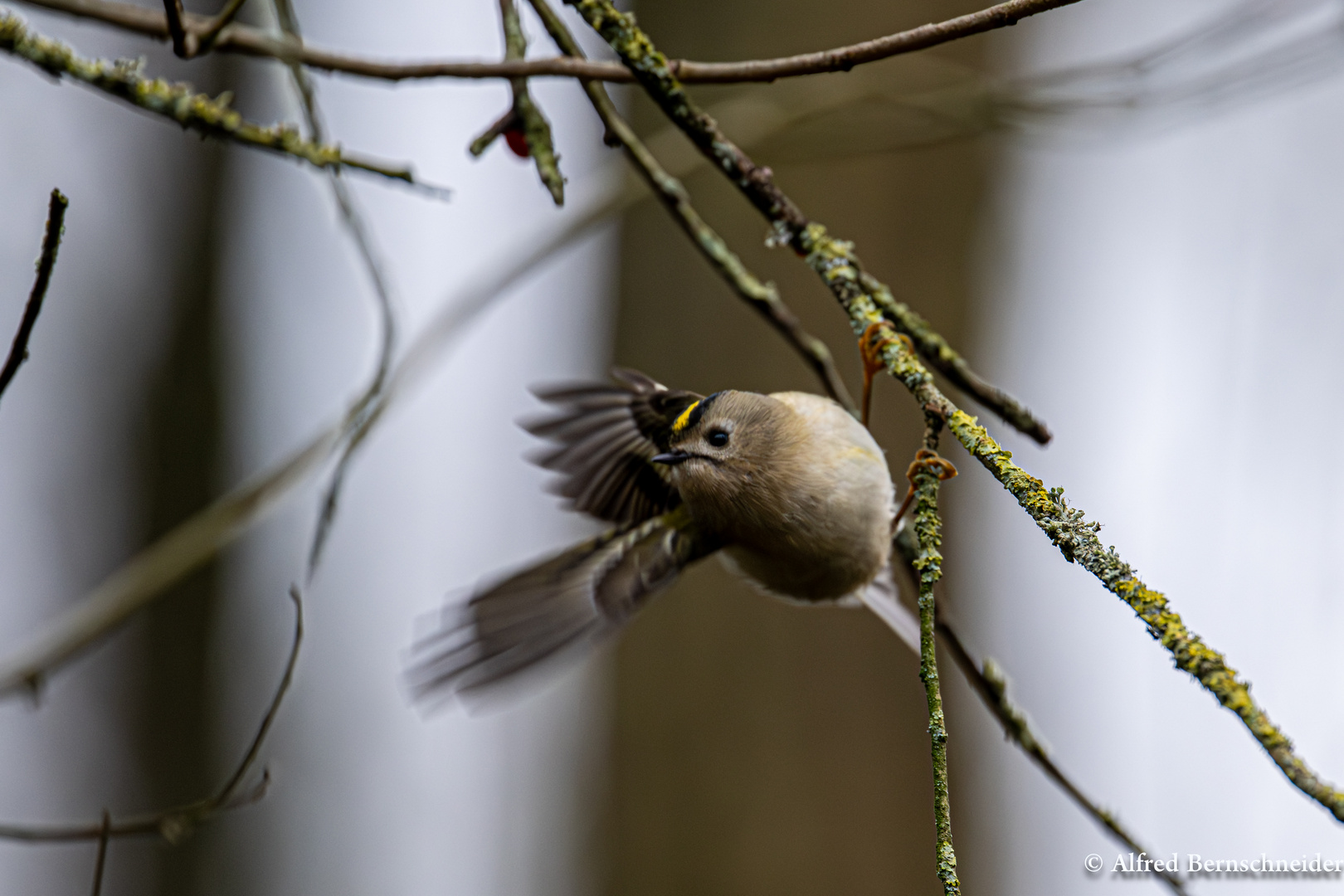 Wintergoldhähnchen