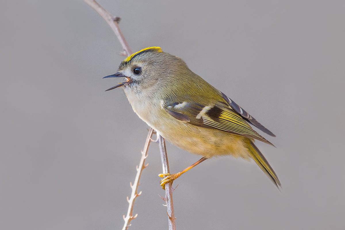 Wintergoldhähnchen 