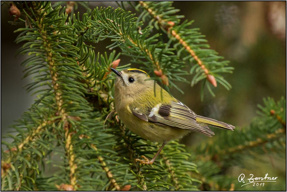 Wintergoldhähnchen