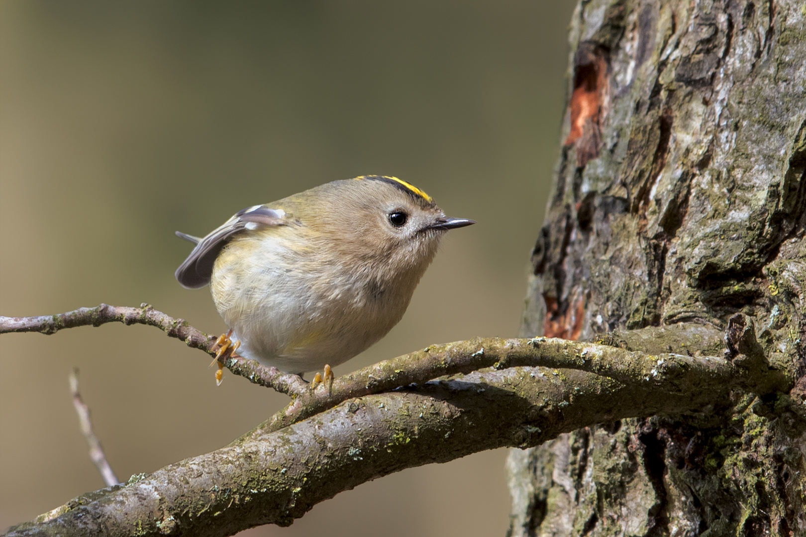 Wintergoldhähnchen