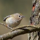 Wintergoldhähnchen