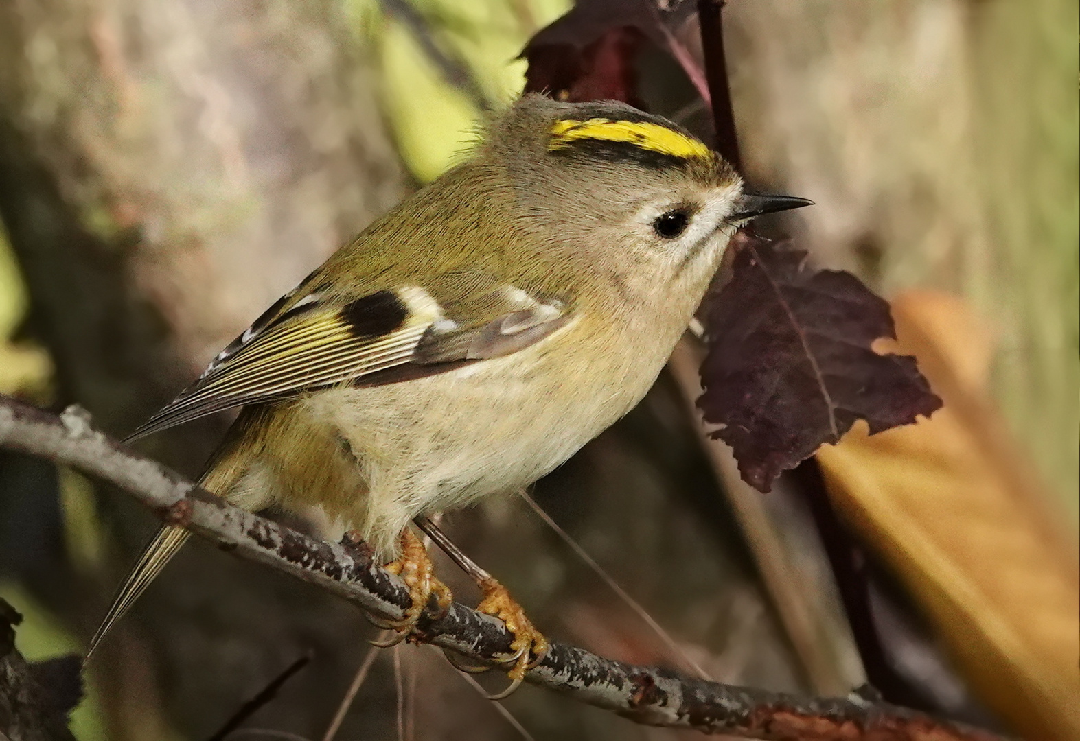 ...  Wintergoldhähnchen