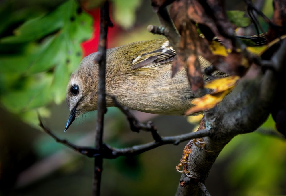 "WINTERGOLDHÄHNCHEN"