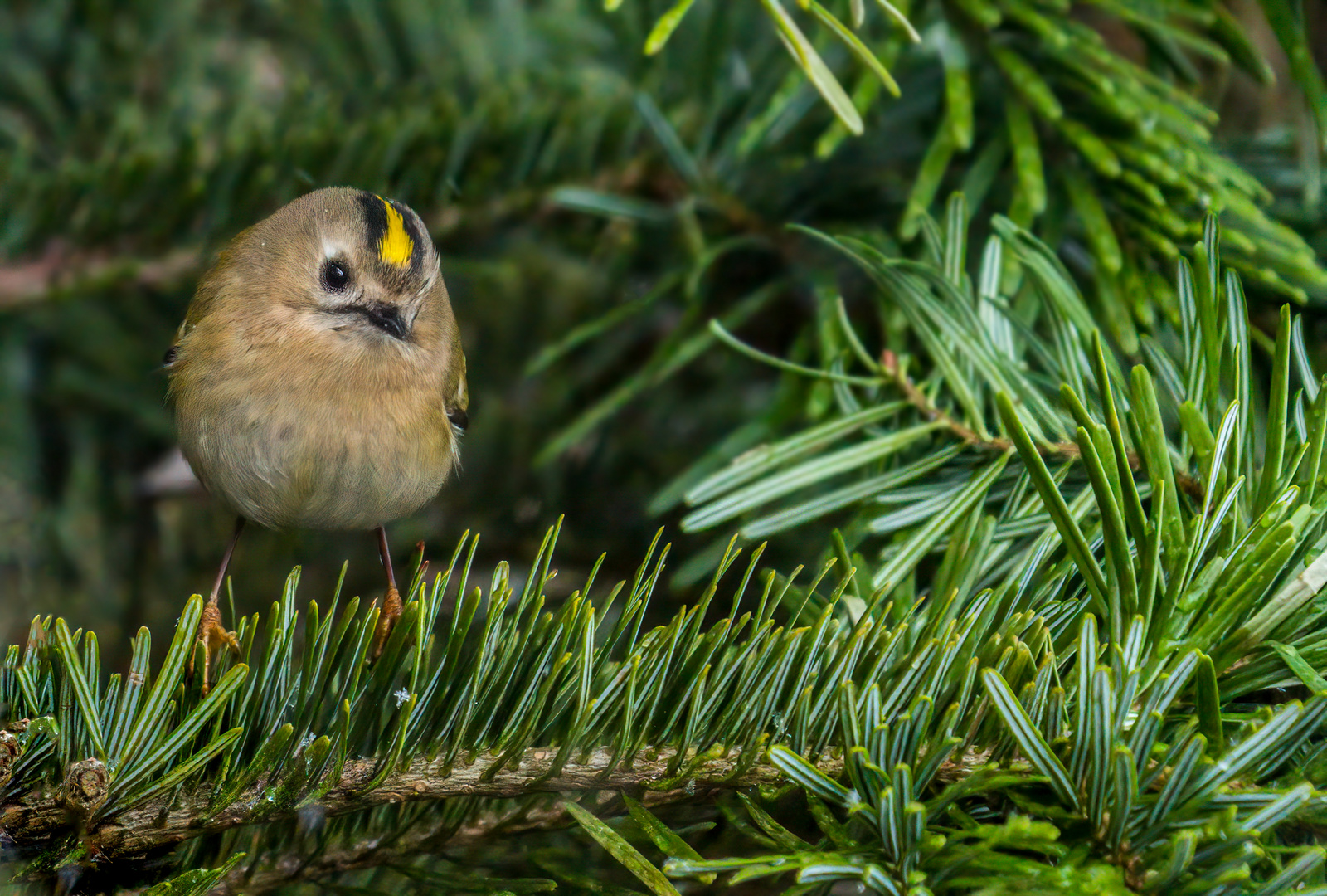 WINTERGOLDHÄHNCHEN