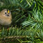 WINTERGOLDHÄHNCHEN