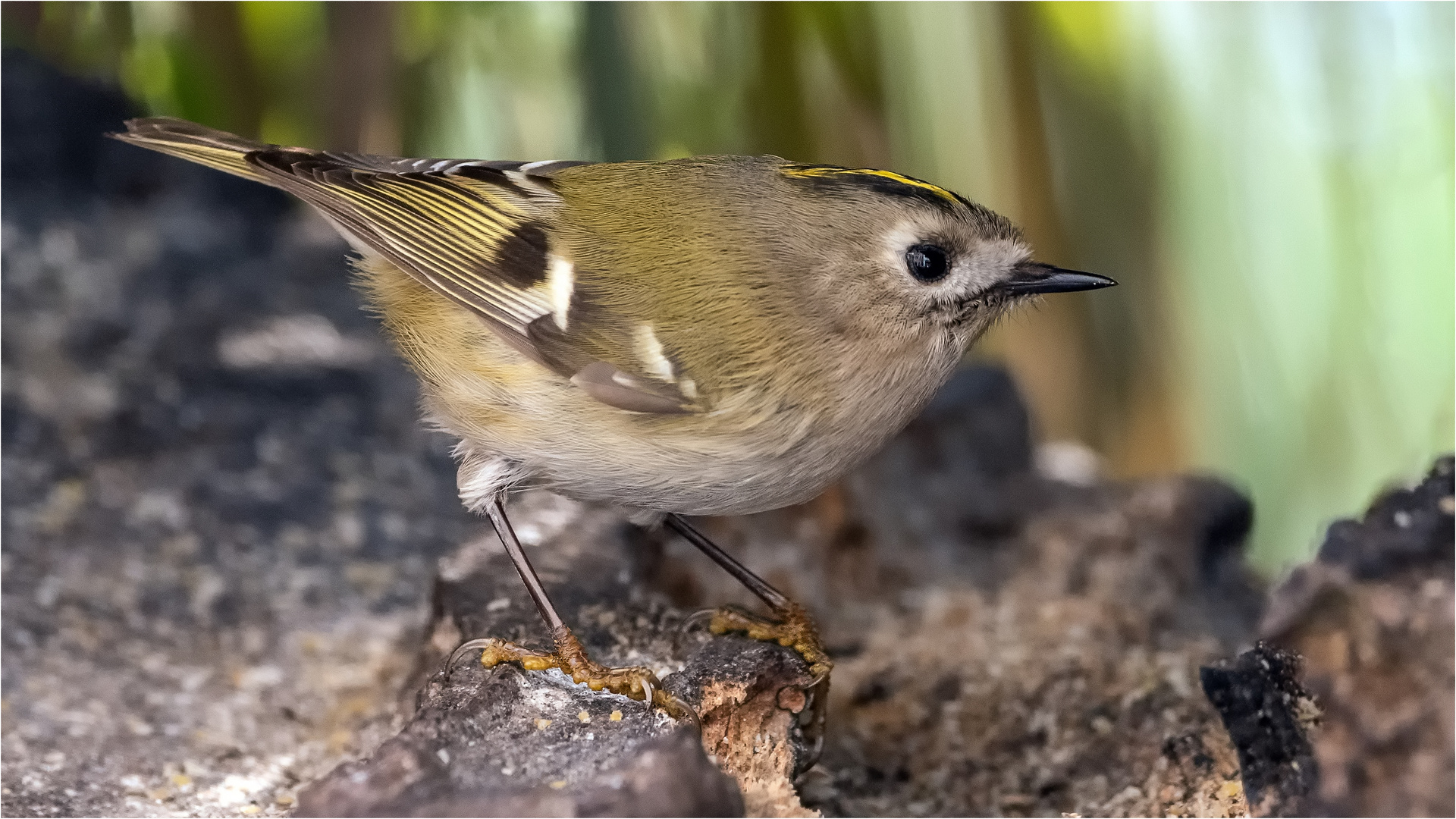 Wintergoldhähnchen  .....