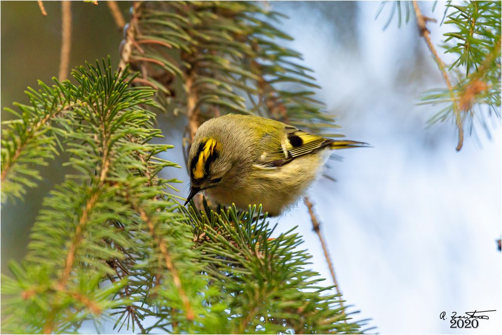 Wintergoldhähnchen