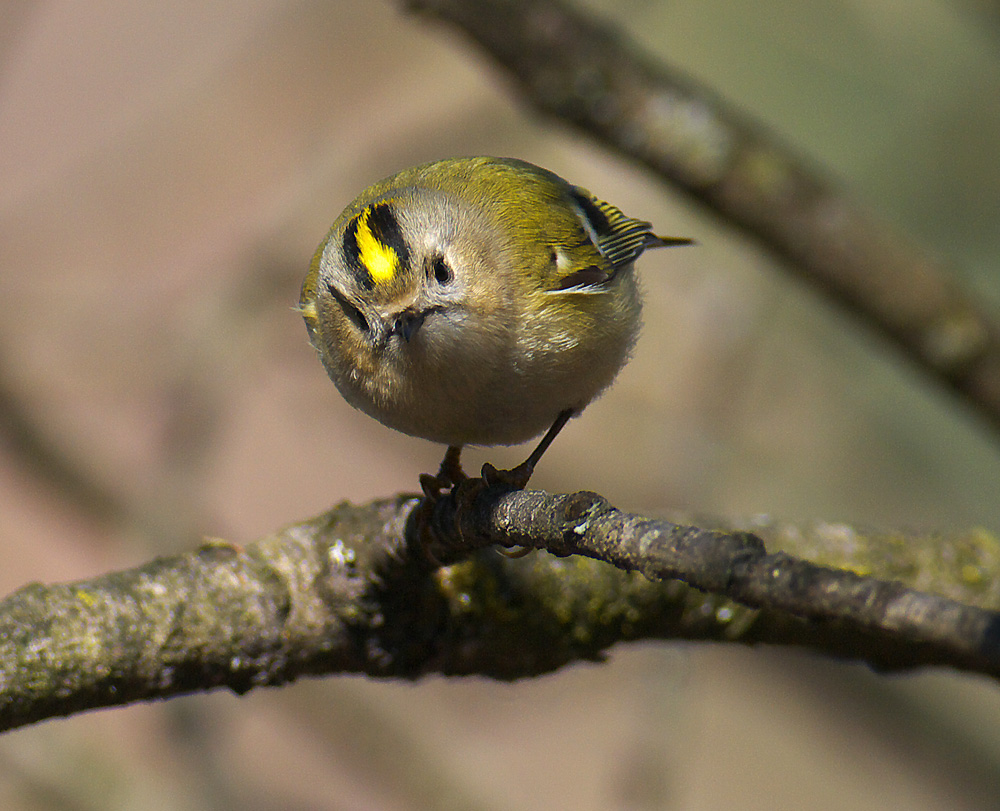 Wintergoldhähnchen