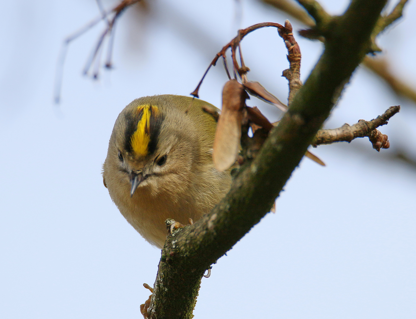 Wintergoldhähnchen