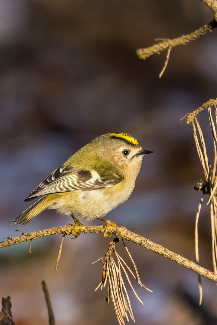 Wintergoldhähnchen