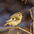 Wintergoldhähnchen