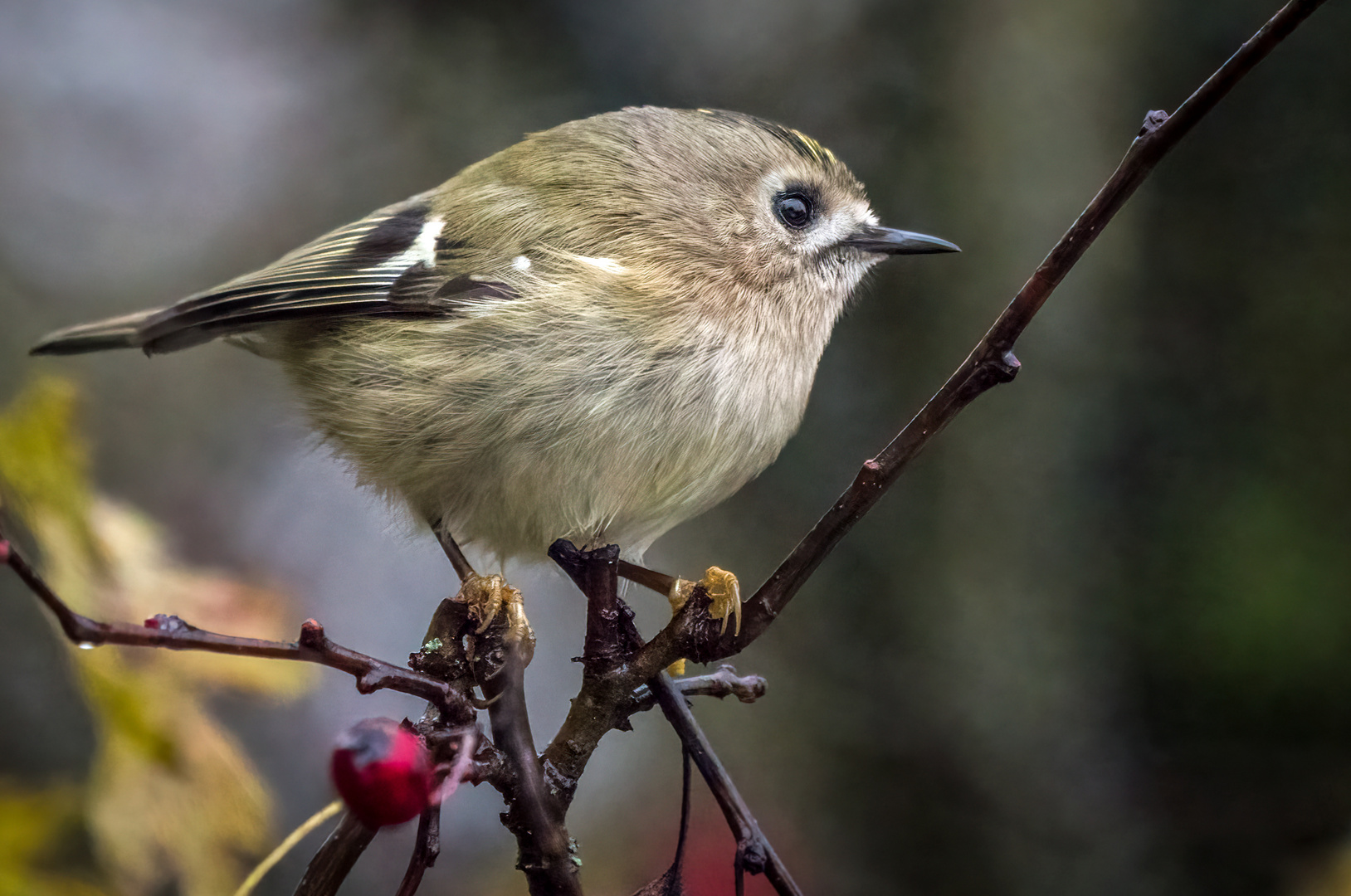 WINTERGOLDHÄHNCHEN