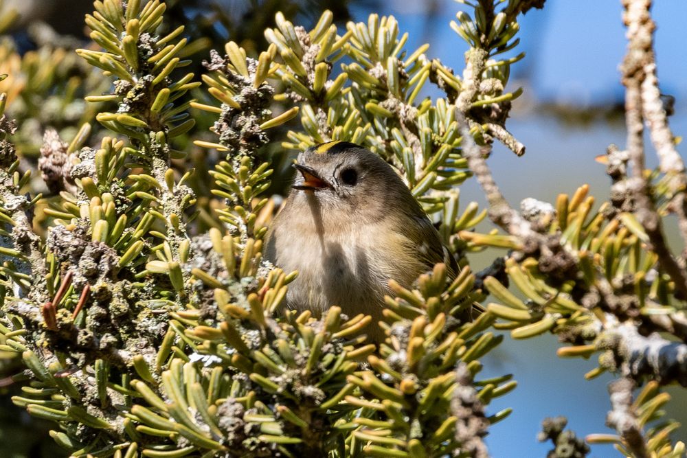 Wintergoldhähnchen