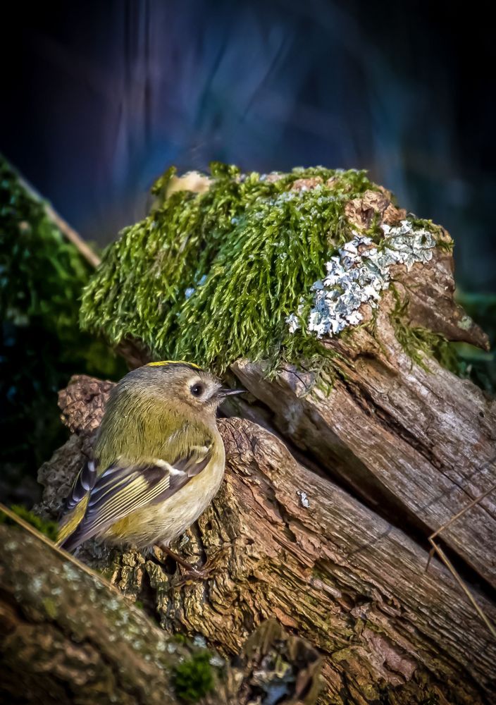 Wintergoldhähnchen