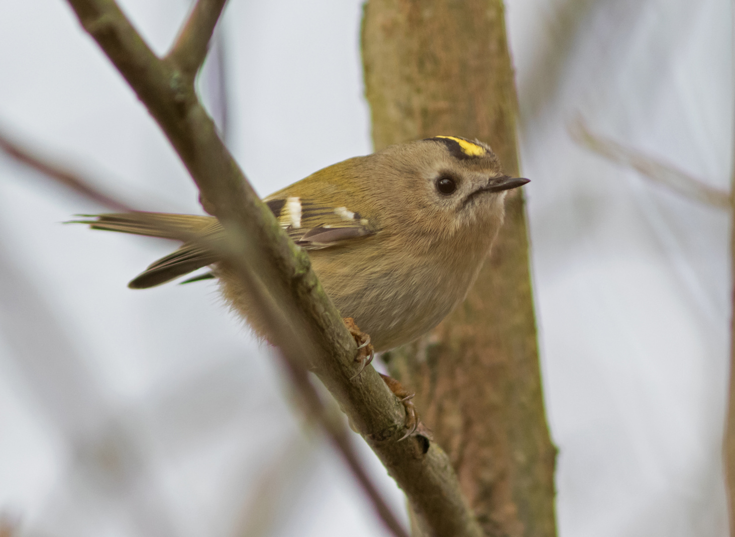 Wintergoldhähnchen