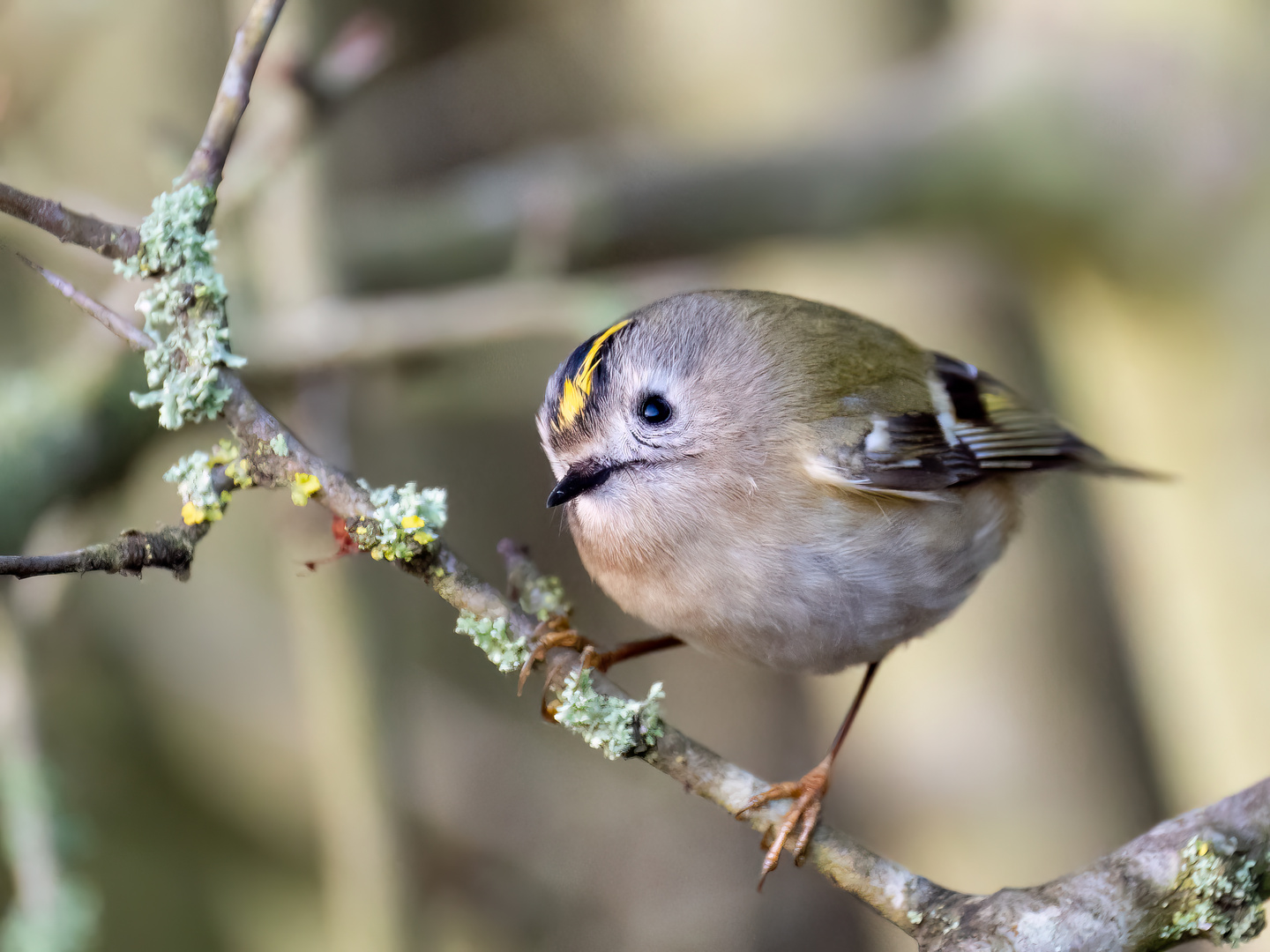 Wintergoldhähnchen