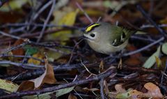 Wintergoldhähnchen