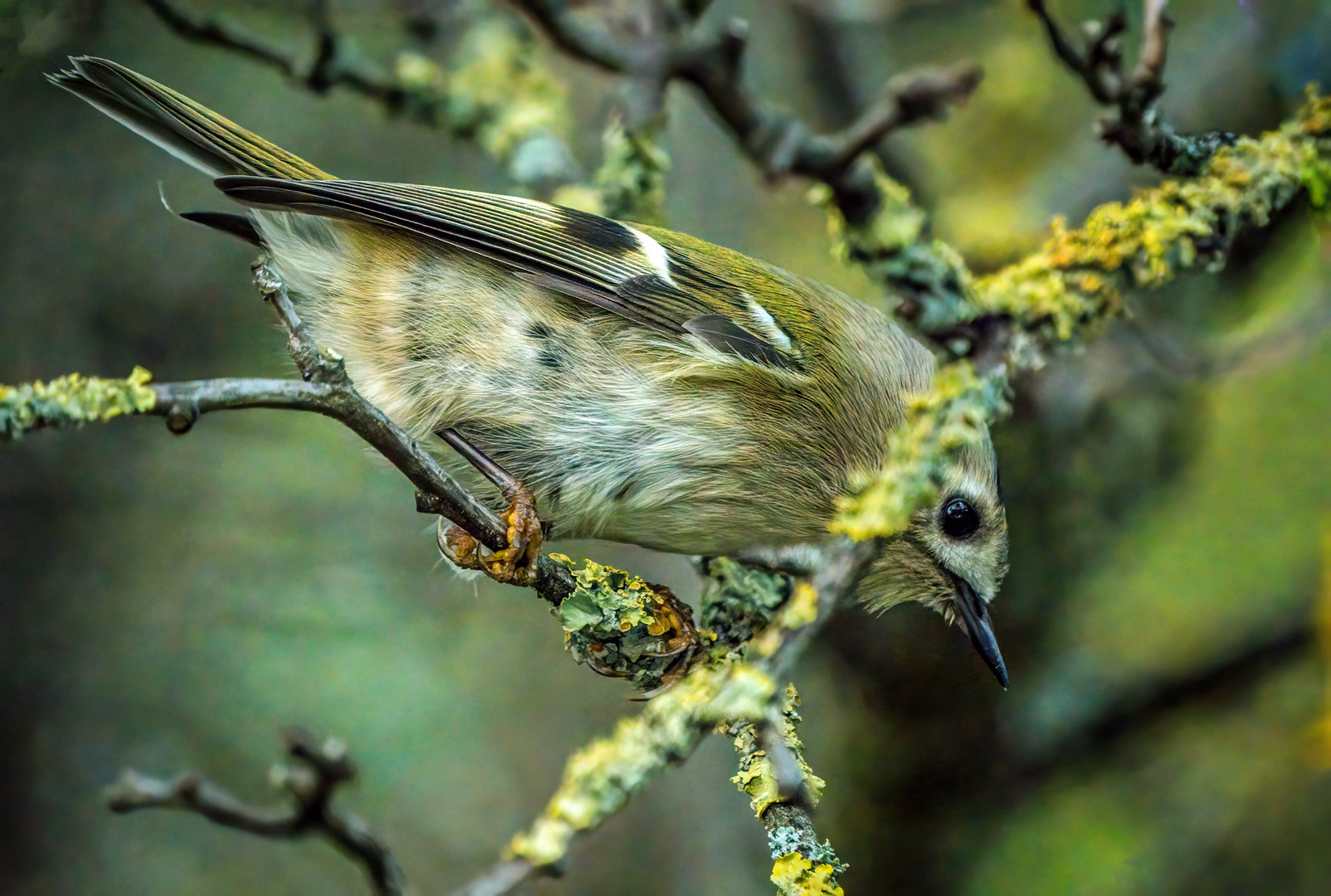 "WINTERGOLDHÄHNCHEN"