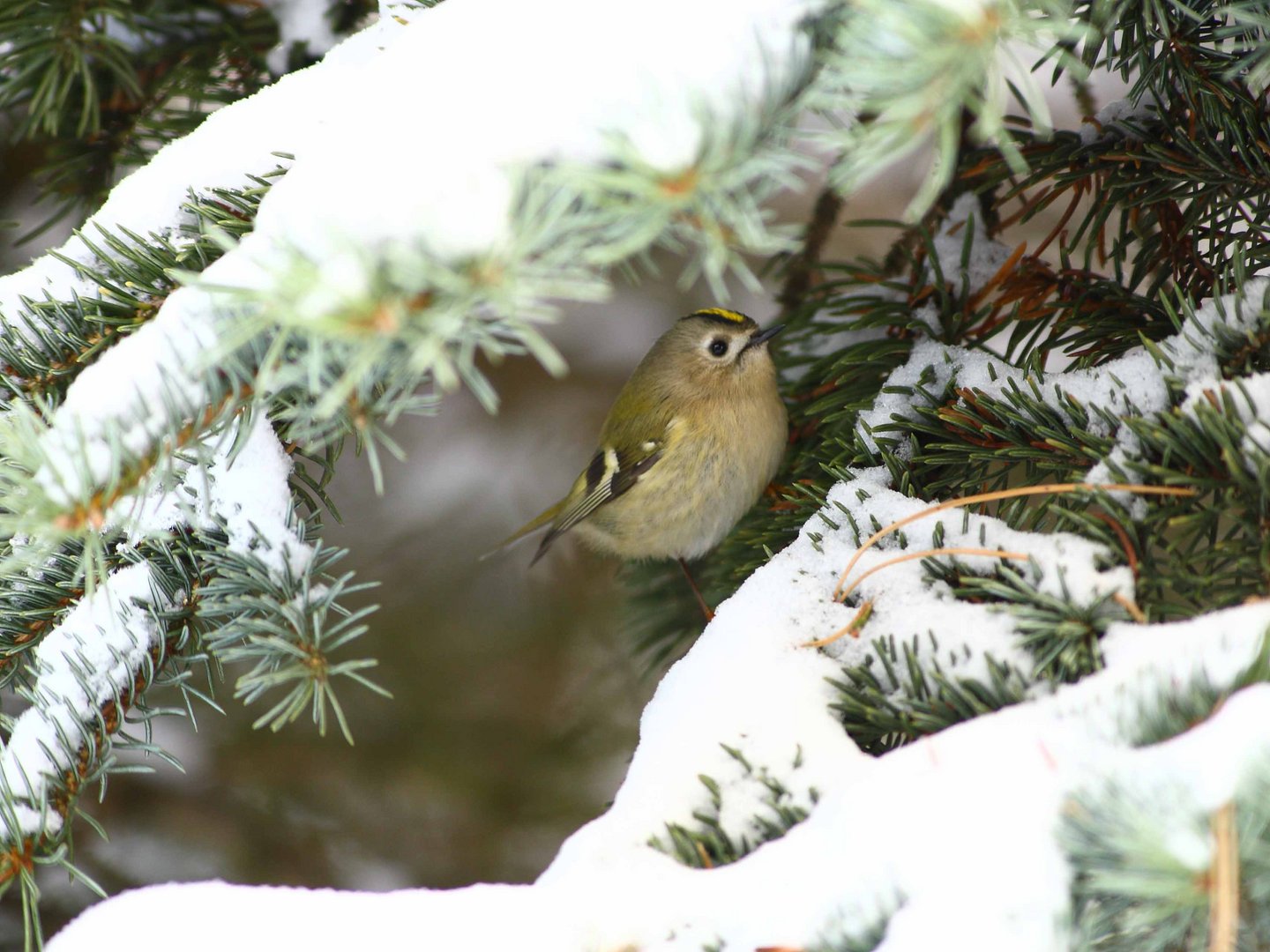 Wintergoldhähnchen