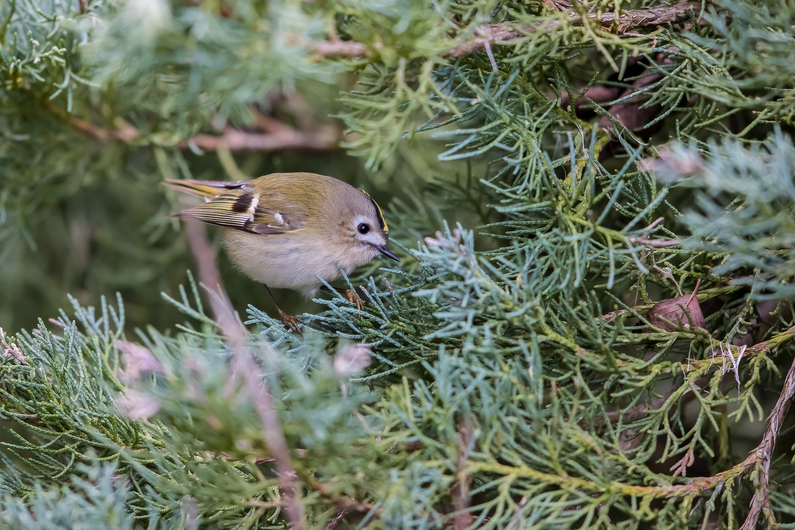 Wintergoldhähnchen