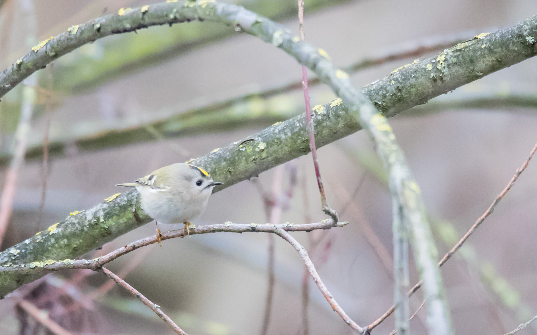 Wintergoldhähnchen