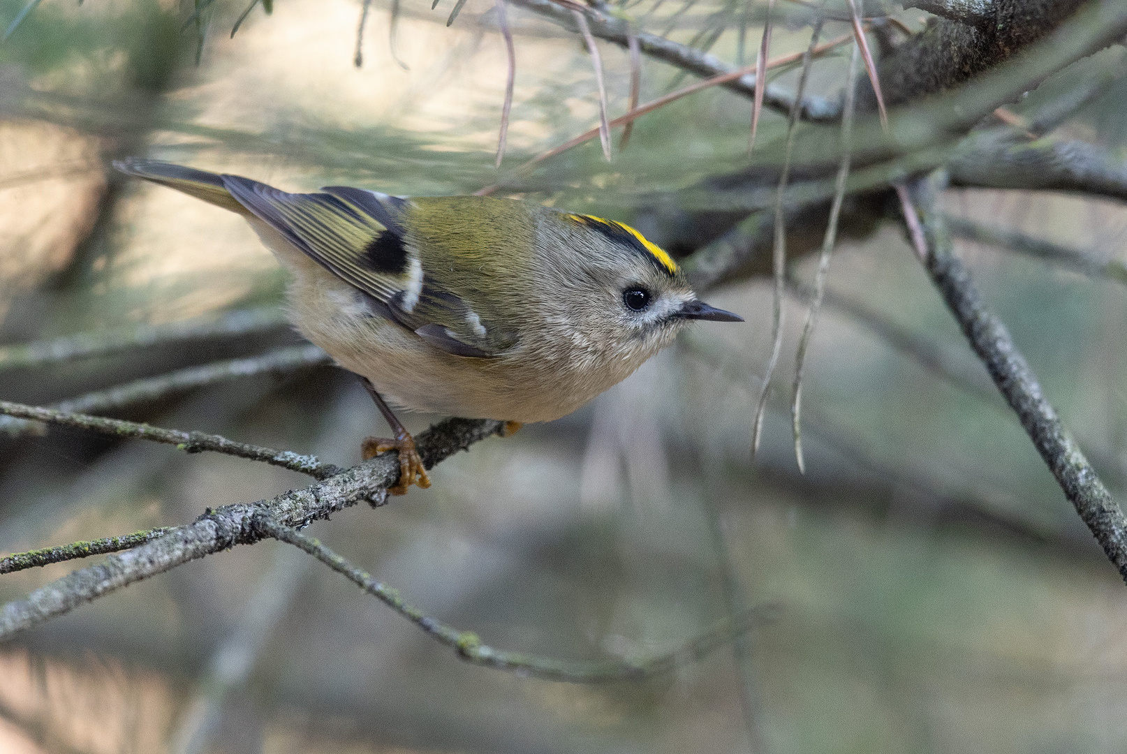 Wintergoldhähnchen