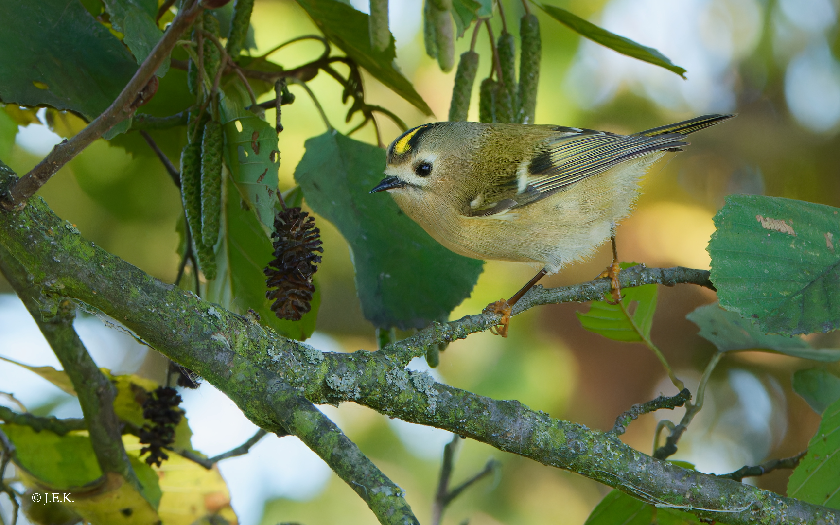 Wintergoldhähnchen