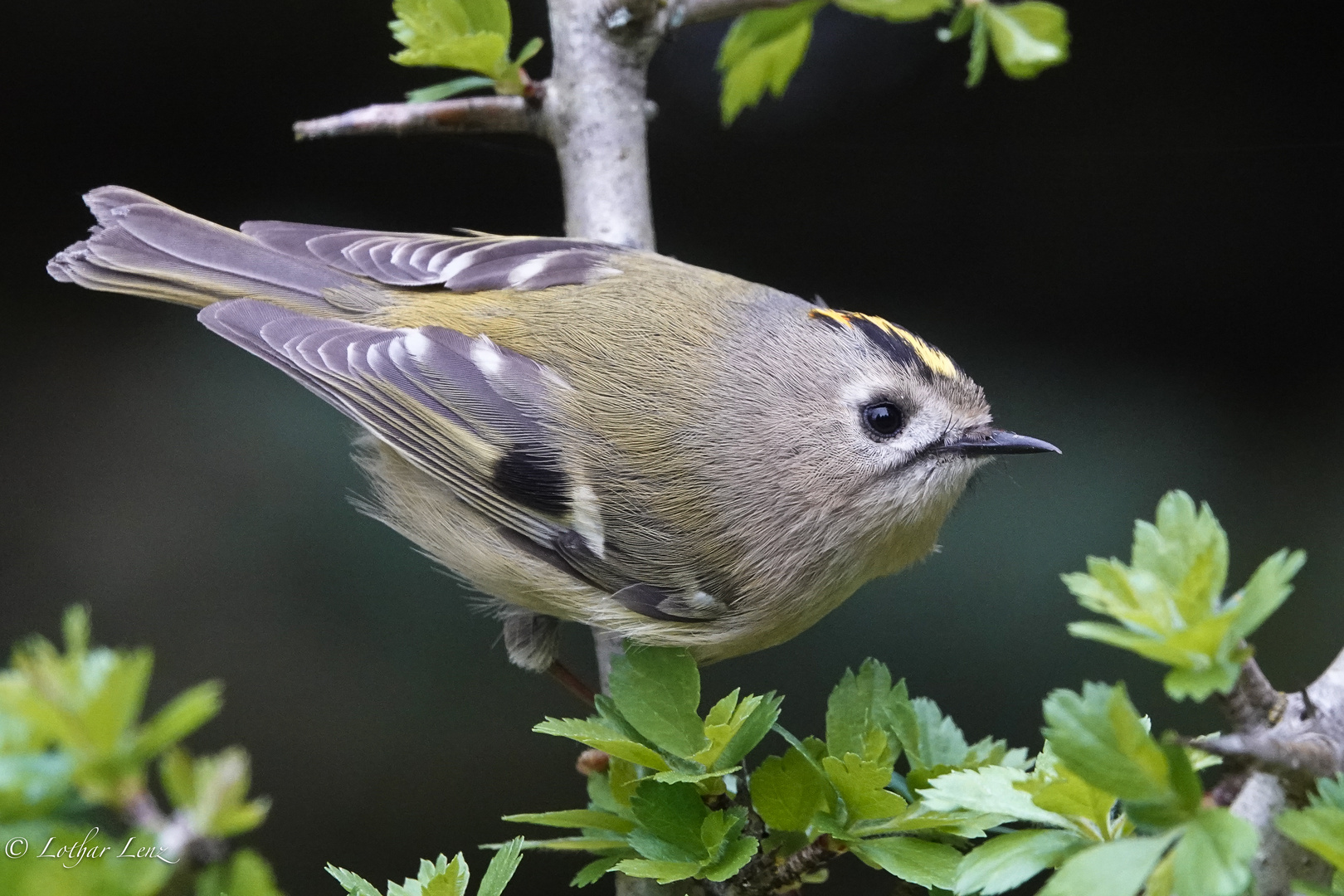 Wintergoldhähnchen