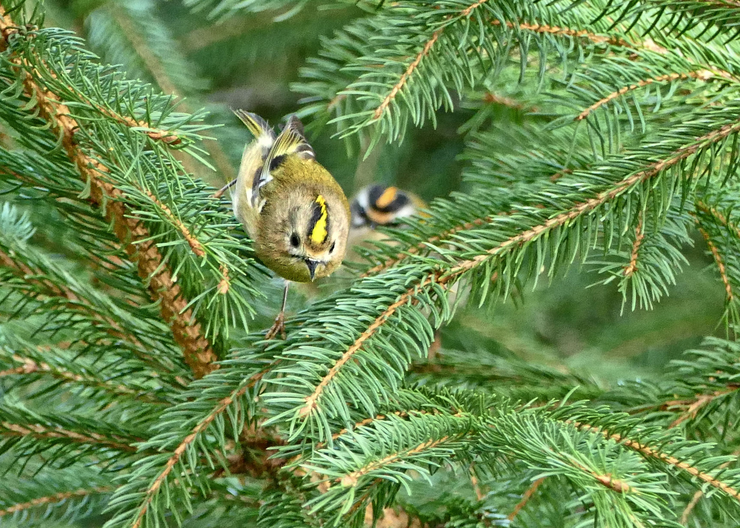 Wintergoldhähnchen