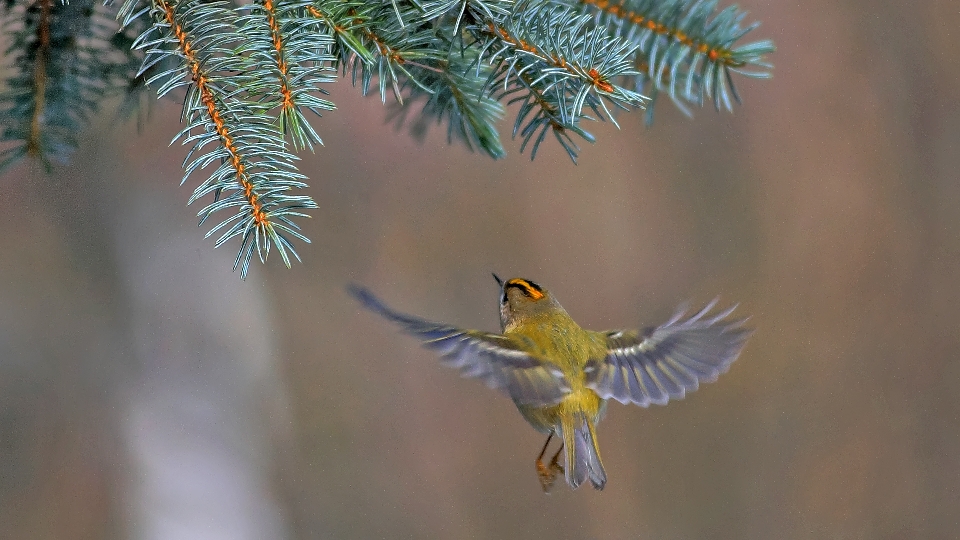 Wintergoldhähnchen