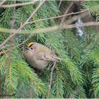 Wintergoldhähnchen