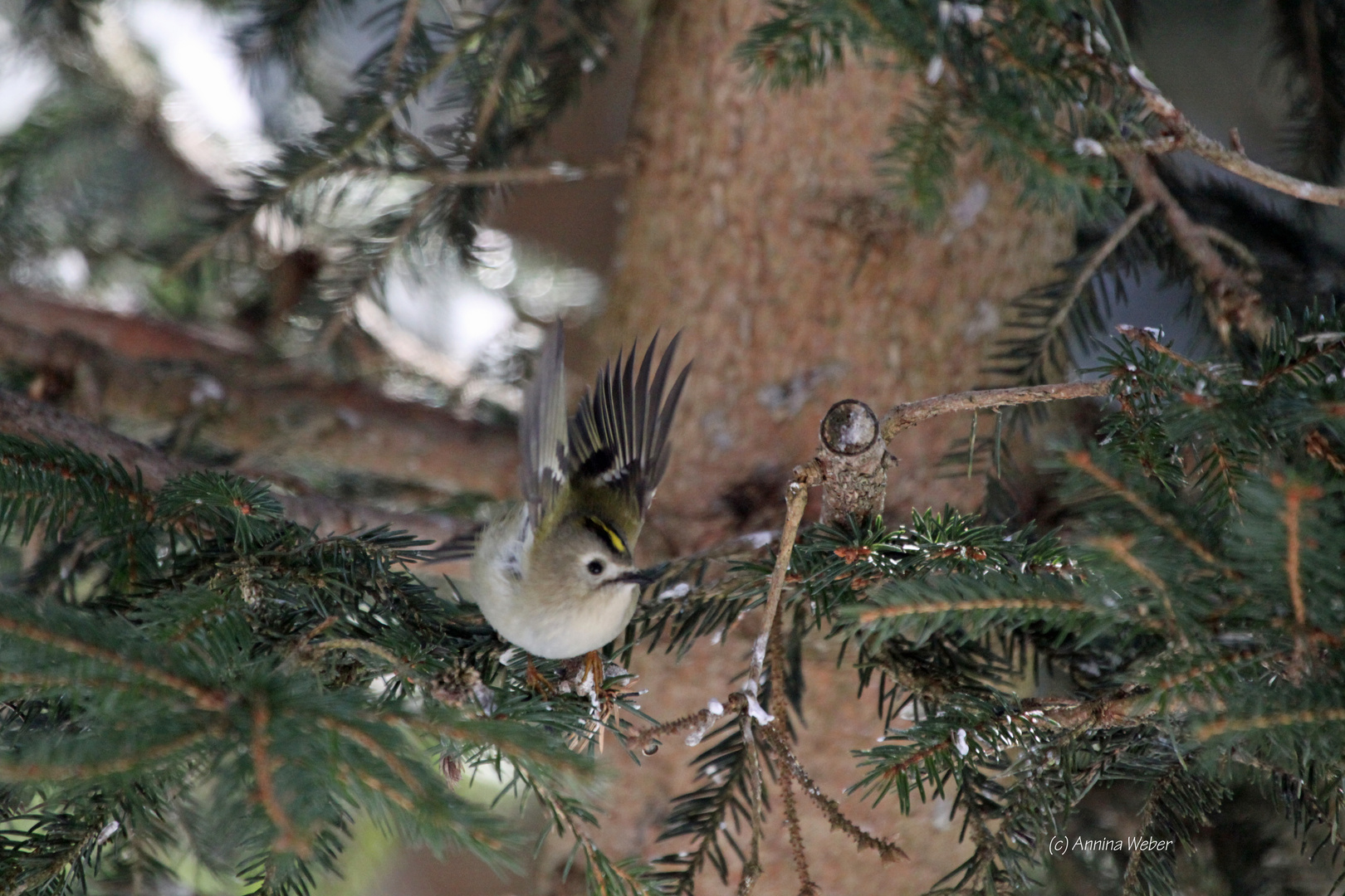 Wintergoldhähnchen Abflug