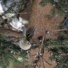 Wintergoldhähnchen Abflug