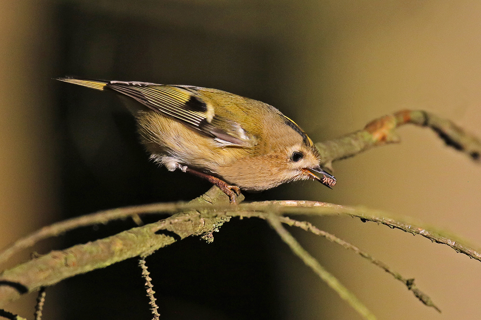 Wintergoldhähnchen