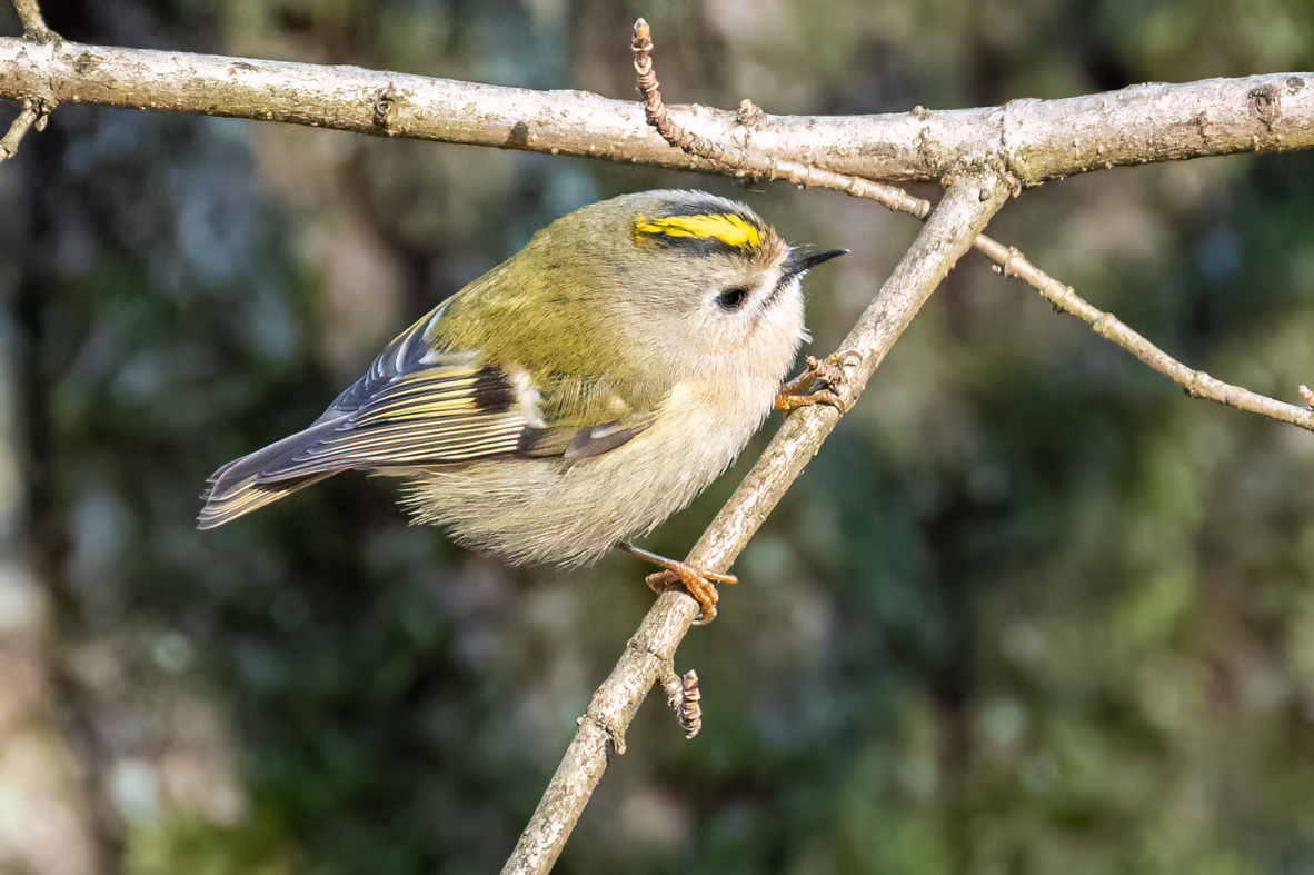 Wintergoldhähnchen