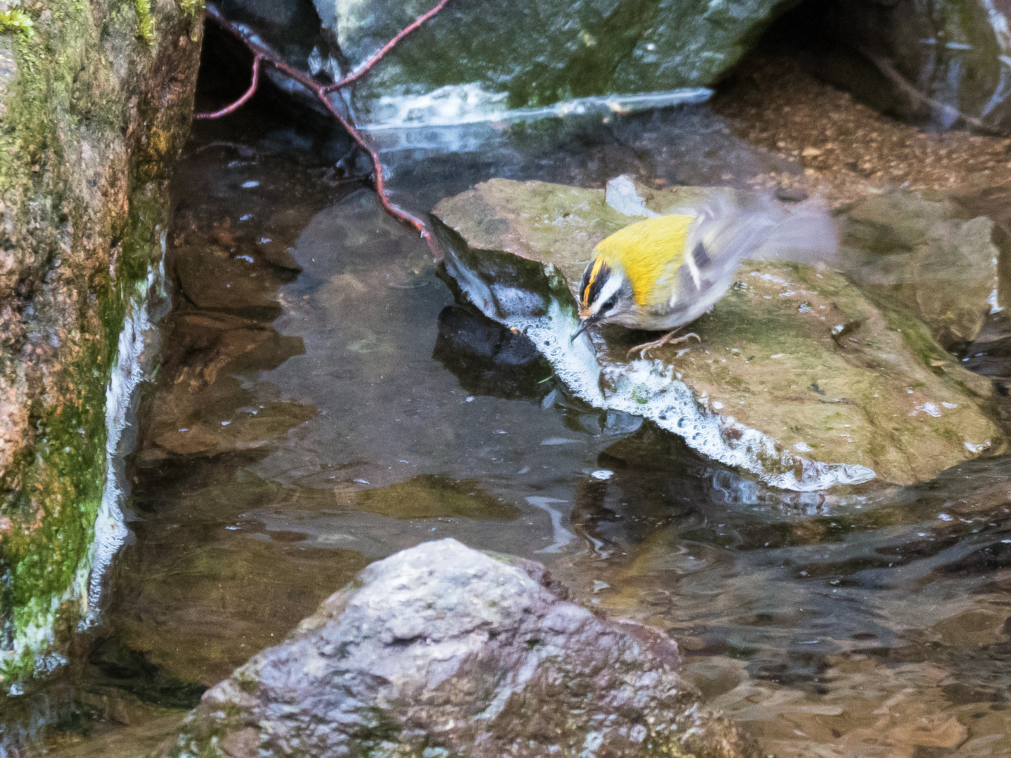 Wintergoldhähnchen an der Ilse