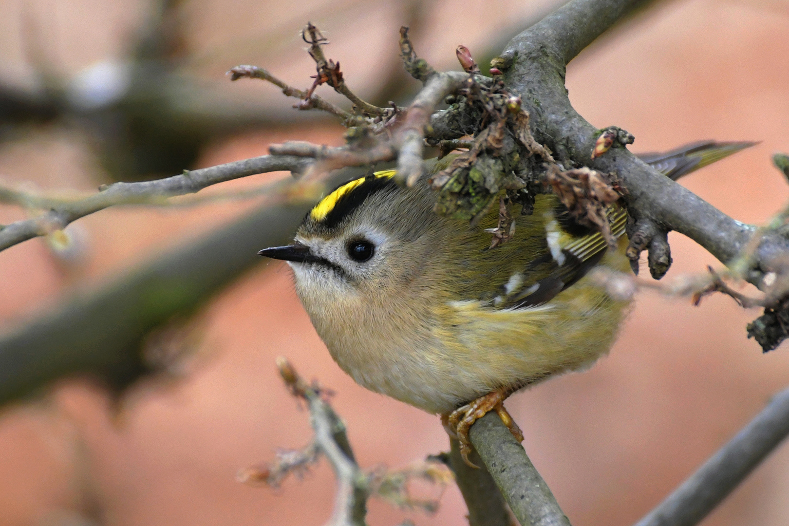 Wintergoldhähnchen ... auf dem Sprung