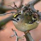 Wintergoldhähnchen ... auf dem Sprung