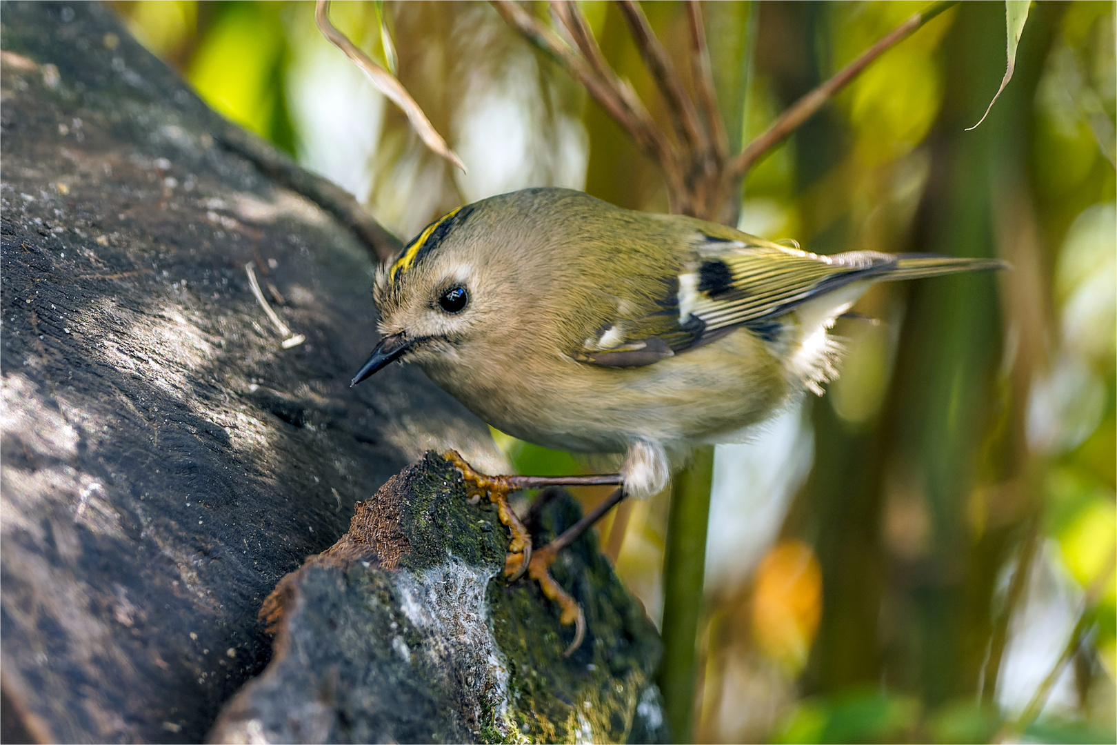 Wintergoldhähnchen auf der Borke  .....