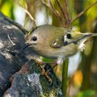 Wintergoldhähnchen auf der Borke  .....