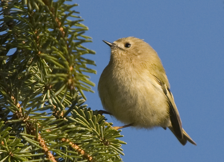 Wintergoldhähnchen auf Futtersuche