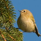 Wintergoldhähnchen auf Futtersuche