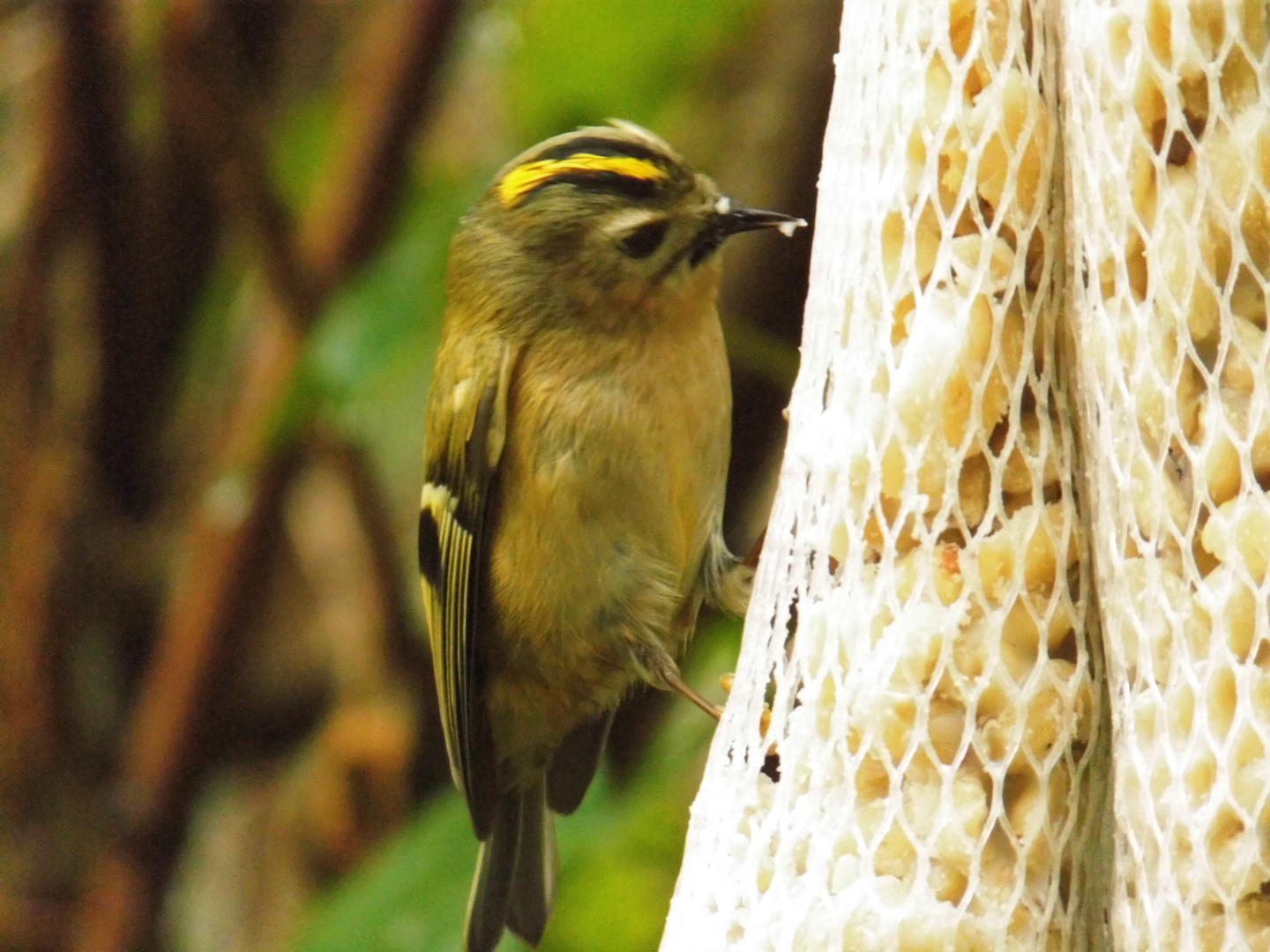 Wintergoldhähnchen-aus einem Meter Entfernung