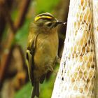 Wintergoldhähnchen-aus einem Meter Entfernung