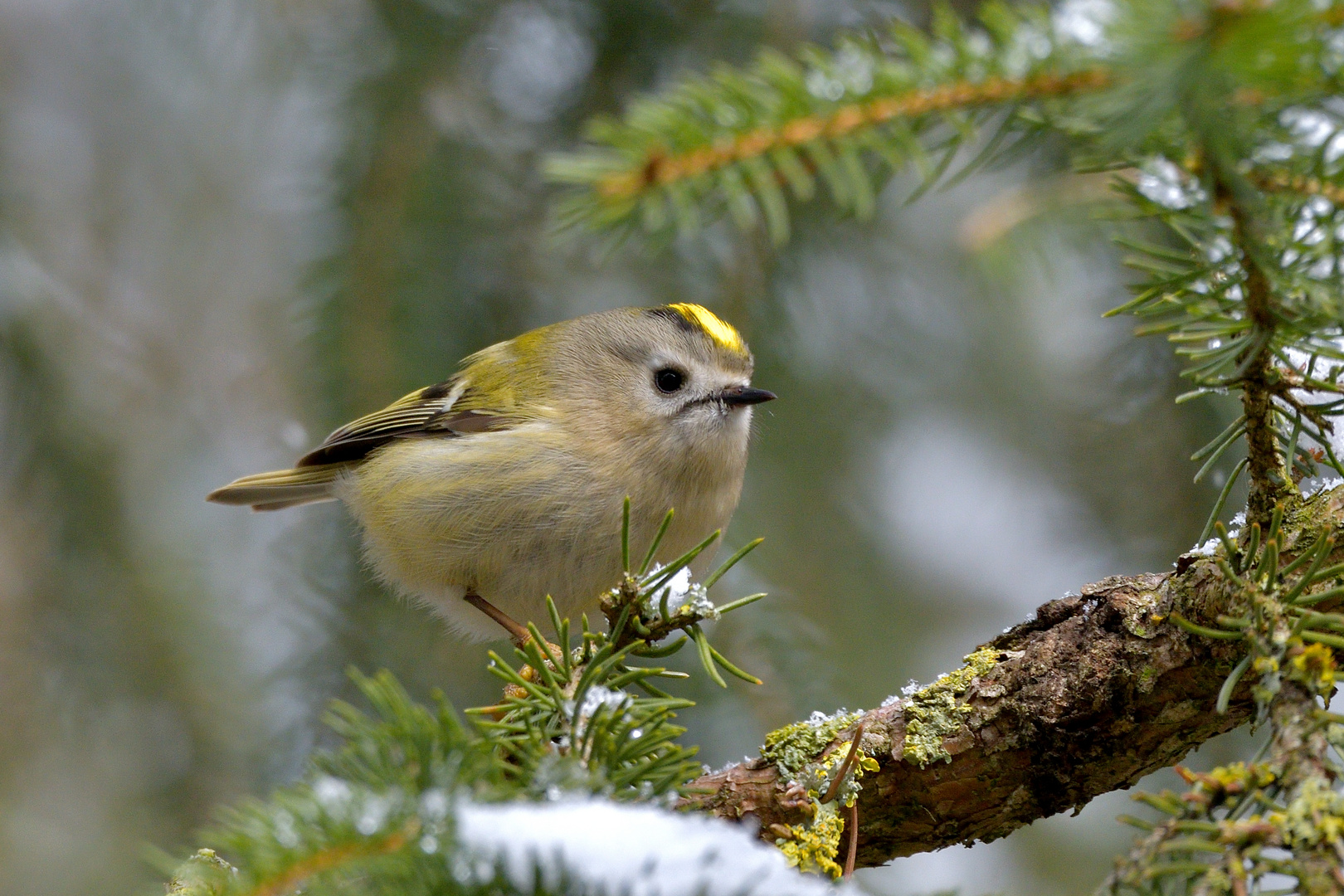 Wintergoldhähnchen 