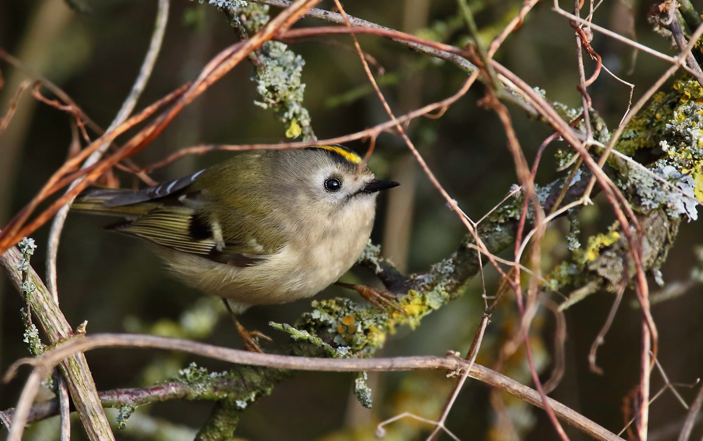 Wintergoldhähnchen