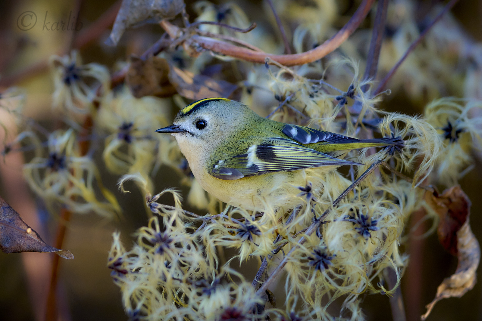 Wintergoldhähnchen