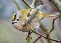 "WINTERGOLDHÄHNCHEN"